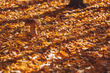 Edible porcini mushroom in forest – boletus known as king of wild mushrooms, prized in foraging and gourmet cooking