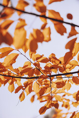 Autumn branches with colorful leaves – seasonal nature detail symbolizing fall, perfect for calendar, design, and seasonal themes