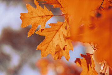 Autumn branches with colorful leaves – seasonal nature detail symbolizing fall, perfect for calendar, design, and seasonal themes