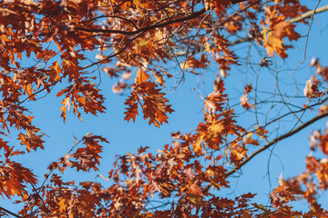 Autumn branches with colorful leaves – seasonal nature detail symbolizing fall, perfect for calendar, design, and seasonal themes