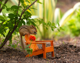 Cute wild chipmunk sitting on miniature Adirondack chair in garden – whimsical outdoor wildlife scene