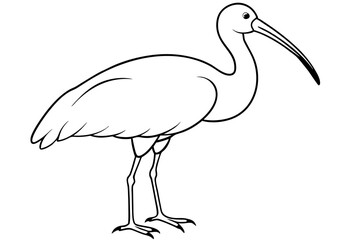 ibis silhouette line art vector illustration with a white background