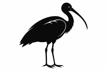 ibis silhouette line art vector illustration with a white background