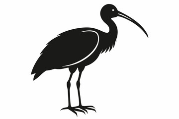 ibis silhouette line art vector illustration with a white background