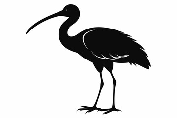 ibis silhouette line art vector illustration with a white background