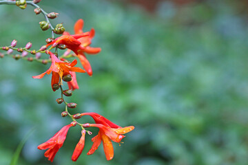 Crocosmia flowers in summer