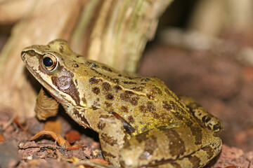 Toad on the ground	