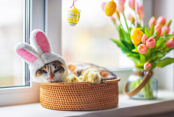 funny kitten in easter bunny ears costume lies in basket on windowsill among flowers and colored eggs