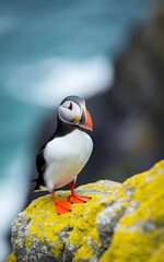 Naklejka premium Atlantic puffin standing on a lichen-covered rock with a blurred ocean background