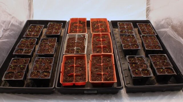 White cabbage germinating and growing in small seed starter pots placed in lightbox. This plants had insufficient lighting and grow tall, unusable as transplant. - wide angle shot