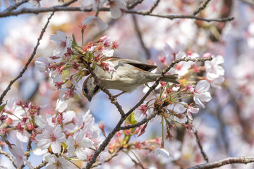 桜の木とまるニュウナイスズメ