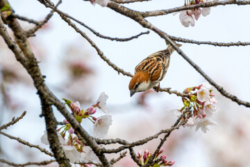 桜の木とまるニュウナイスズメ