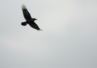 Raven flying in the overcast moody sky expressing solitary freedom in nature, dark bird soaring high, mysterious wildlife against background for wallpaper backdrop.