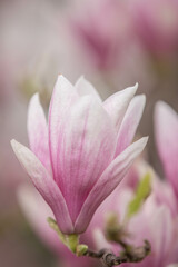 pink magnolia flower
