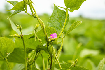 Bean in flower
