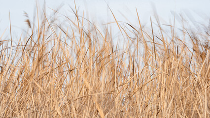 Reed in the wind