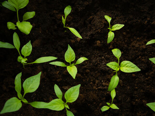 Seedlings in plastic pots, Spring planting. grown from seeds in boxes at home on the windowsill