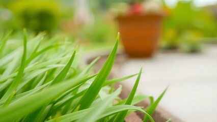 Close-up of Green Grass