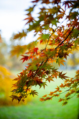 Close-up of a vibrant Japanese maple tree in autumn, showcasing its colorful red, orange, and yellow leaves. A beautiful detail of fall foliage.