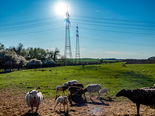 Kleine Schafherde in der Nähe von Strommasten