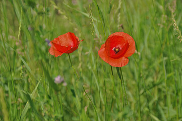 Two red poppies blooming, fully bloomed on a green meadow among grasses