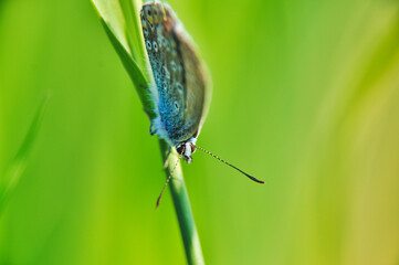 A blue butterfly (Polyommatus icarus) sits on a green branch