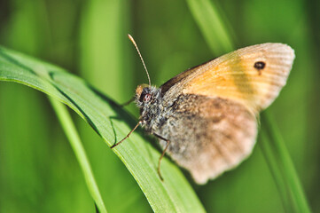 A brown-orange skipper butterfly (female) sits on a green branch