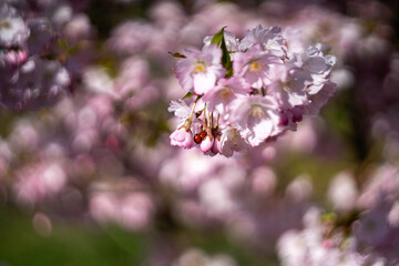 Spring flowers on a clear day