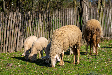 Fototapeta premium Sheep grazing in the meadow