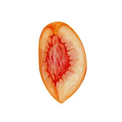 Juicy, ripe, colorful fruit of peach, nectarine. Vector graphics.