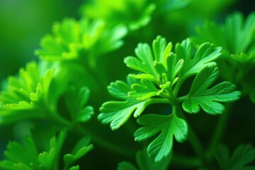 Intricate parsley sprig detail, vibrant green hues, spring, photography, stock
