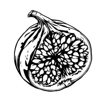 black and white fig cut open clip art preview