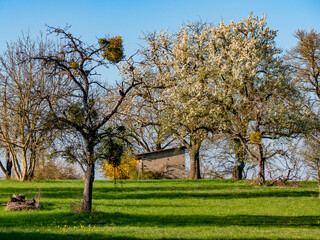 Obraz premium Baum mit groen Misteln im Frühjahr