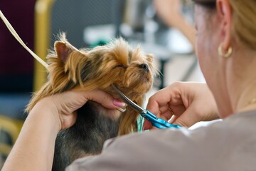 A groomer girl holds a yorkshire terrier's muzzle in her hands and cuts a uniform with regular lines around the dog's nose.