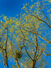 Baum mit groen Misteln im Frühjahr