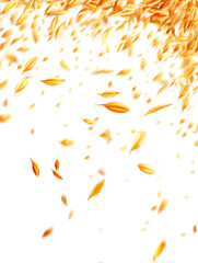Barley Grains, Raw with Gold Hues