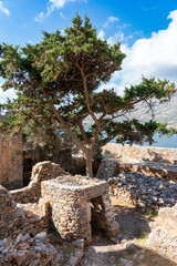 Ancient Ruins with Tree and Sea View
