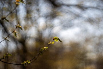 Fresh spring tree branches.