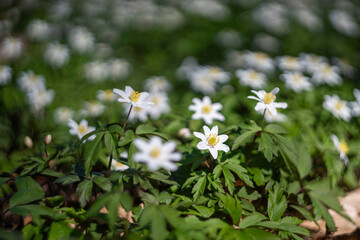 Spring flowers in the park