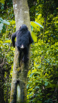 Chimpanzee in Gombe National Park in Tanzania