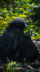 Chimpanzees in Gombe National Park in Tanzania