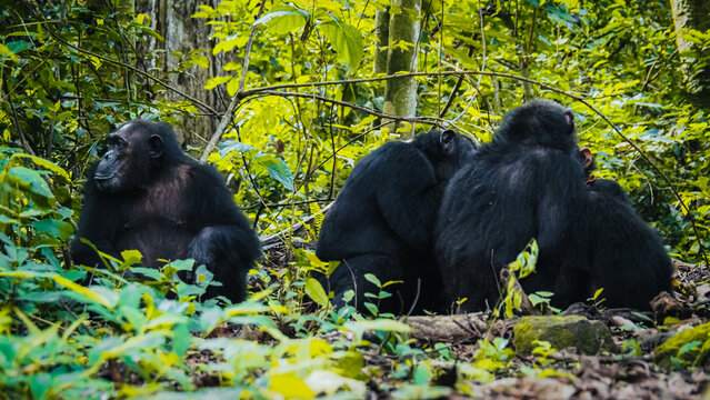 Chimpanzees in Gombe National Park in Tanzania