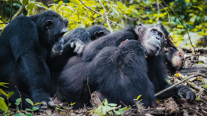 Chimpanzees in Gombe National Park in Tanzania
