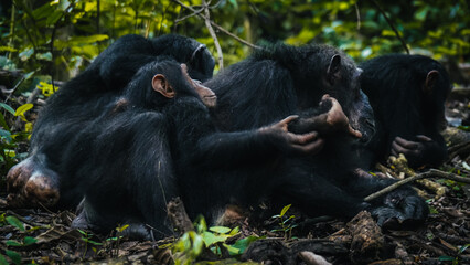 Chimpanzees in Gombe National Park in Tanzania