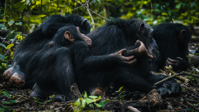 Chimpanzees in Gombe National Park in Tanzania