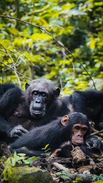 Chimpanzees in Gombe National Park in Tanzania