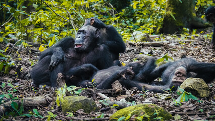 Chimpanzees in Gombe National Park in Tanzania