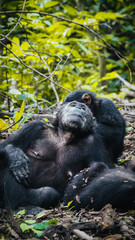 Chimpanzees in Gombe National Park in Tanzania