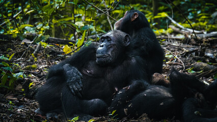 Chimpanzees in Gombe National Park in Tanzania