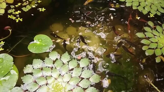 Hand feeding fish flakes to guppy fish in beautiful mini pond filled with floating aquatic plants such as snowflake lilly, salvinia, mosaic ludwigia, duckweed and azolla. Viewed from above